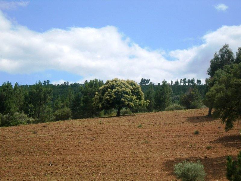 terras